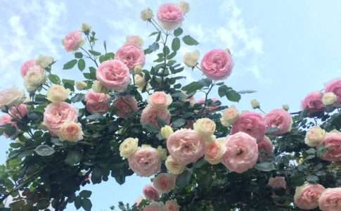 light-pink-rose